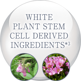 WHITE PLANT STEM CELL-DERIVED INGREDIENTS*3