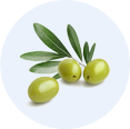 Olive-Derived Plant Stem Cell Extract*2