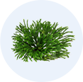 Myrothamnus Flabellifolia Stem Extract*4