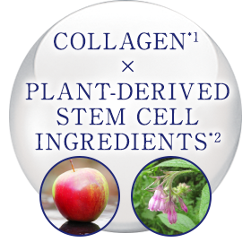 COLLAGEN×PLANT-DERIVED STEM CELL INGREDIENTS