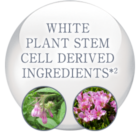 WHITE PLANT STEM CELLDERIVED INGREDIENTS